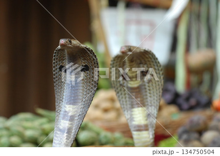 Cobra snake 134750504