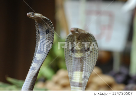 Cobra snake 134750507