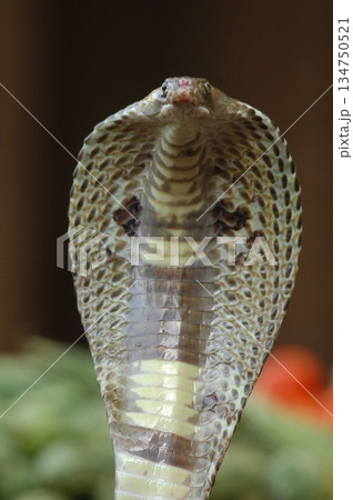 Macro shot of a cobra snake Macro shot of a cobra snake 134750521