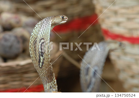 Macro shot of a cobra snake 134750524