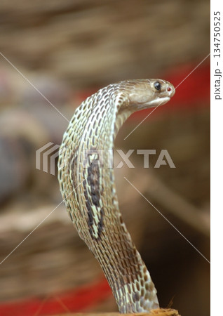 Macro shot of a cobra snake Macro shot of a cobra snake 134750525