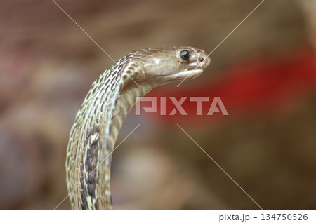 Macro shot of a cobra snake 134750526