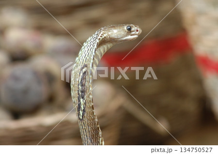 Macro shot of a cobra snake Macro shot of a cobra snake 134750527