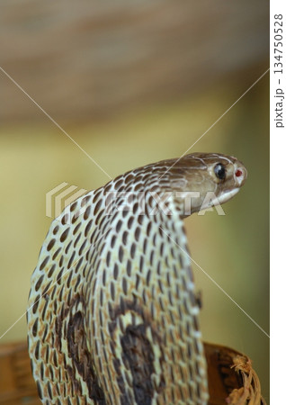 Macro shot of a cobra snake Macro shot of a cobra snake 134750528