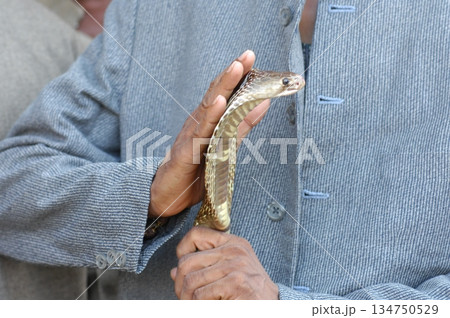 Macro shot of a cobra snake 134750529