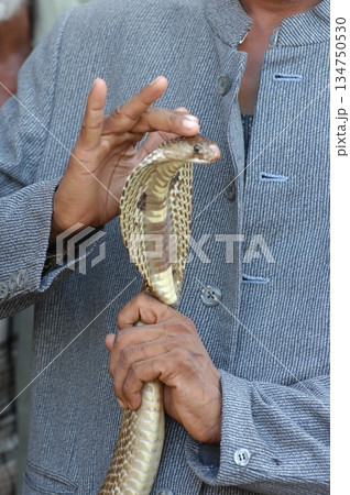 Macro shot of a cobra snake Macro shot of a cobra snake 134750530