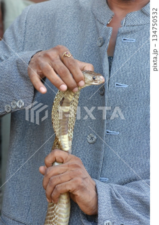 Macro shot of a cobra snake 134750532