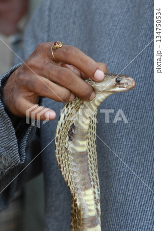 Macro shot of a cobra snake Macro shot of a cobra snake 134750534