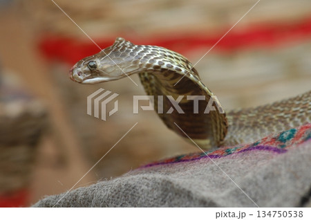 Macro shot of a cobra snake 134750538