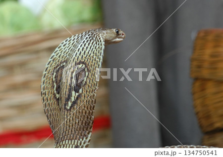 Macro shot of a cobra snake 134750541