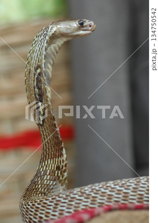 Macro shot of a cobra snake 134750542