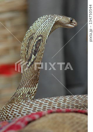 Macro shot of a cobra snake 134750544