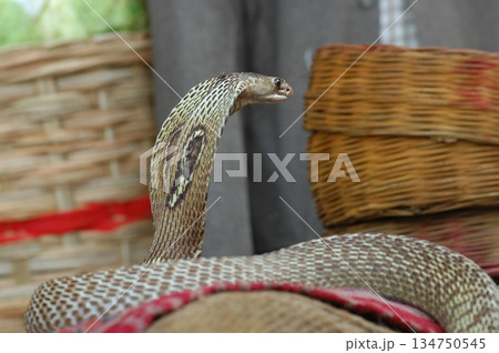 Macro shot of a cobra snake 134750545