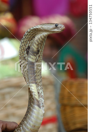 Macro shot of a cobra snake Macro shot of a cobra snake 134750551