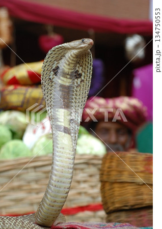 Macro shot of a cobra snake 134750553