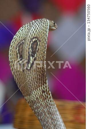 Macro shot of a cobra snake 134750560