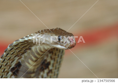 Macro shot of a cobra snake 134750566