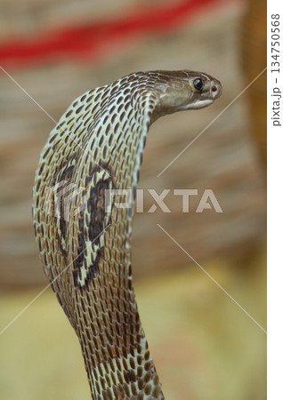 Macro shot of a cobra snake 134750568
