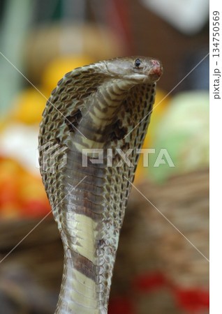 Macro shot of a cobra snake 134750569