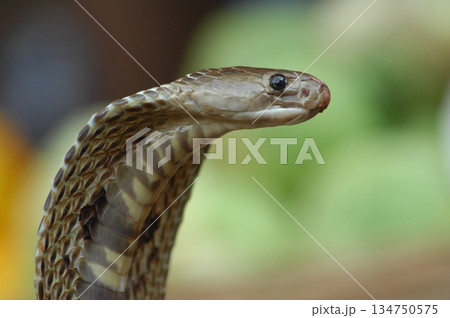 Cobra snake Cobra snake 134750575