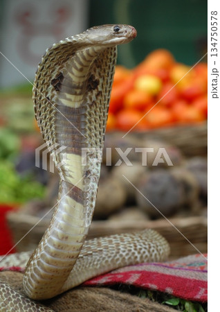 Cobra snake 134750578