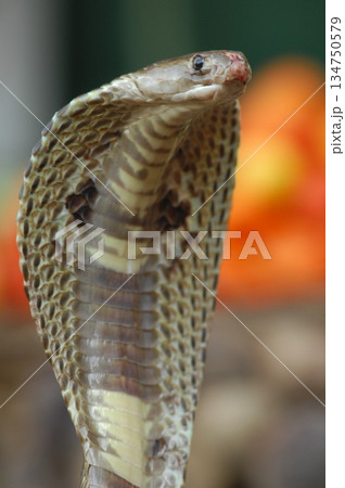 Cobra snake 134750579