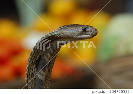 Cobra snake 134750582