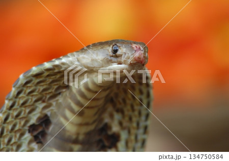 Cobra snake 134750584