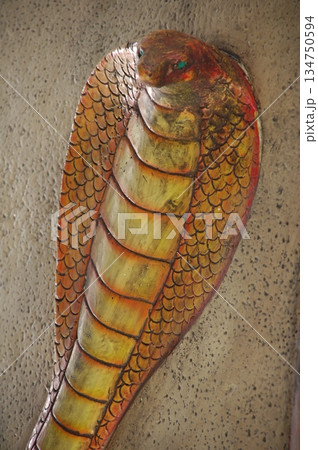 Cobra snake 134750594