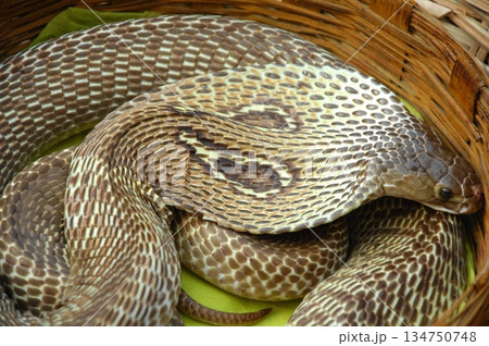 Cobra snake 134750748