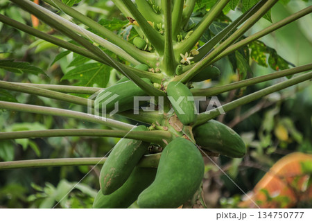 Close-up of green papayas growing on a tree, showcasing the fruit's early stage and the plant's structure, ideal for agriculture and tropical fruit concepts 134750777