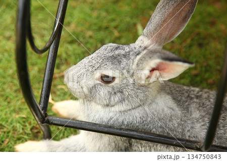 Cute Rabbit In a Farm 134750843