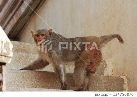 Indian monkey captures the expressive eyes Indian monkey captures the expressive eyes 134750876