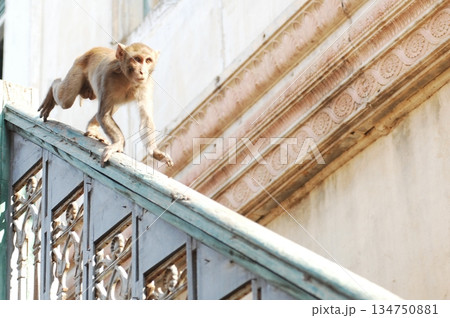 Indian monkey captures the expressive eyes Indian monkey captures the expressive eyes 134750881