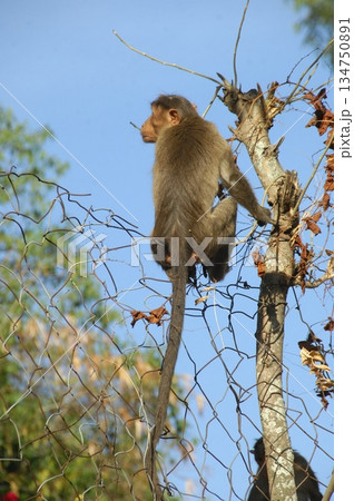 Indian monkey captures the expressive eyes Indian monkey captures the expressive eyes 134750891