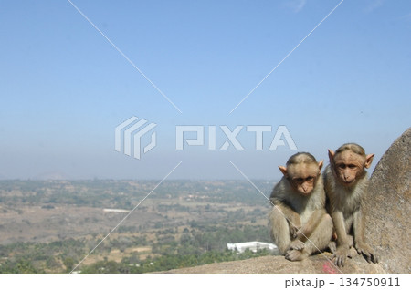 Indian monkey captures the expressive eyes Indian monkey captures the expressive eyes 134750911