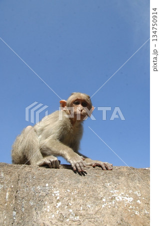 Indian monkey captures the expressive eyes Indian monkey captures the expressive eyes 134750914