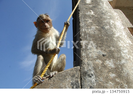 Indian monkey captures the expressive eyes Indian monkey captures the expressive eyes 134750915