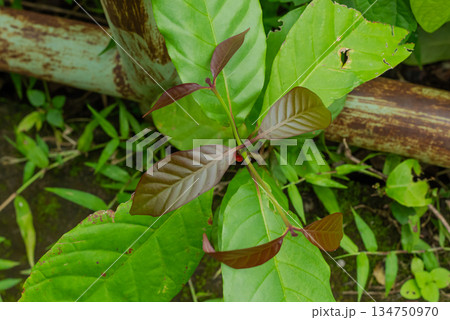 Top view of juvenile plant shoot with reddish brown leaves emerging from lush green foliage background Top view of juvenile plant shoot with reddish brown leaves emerging from lush green foliage background 134750970