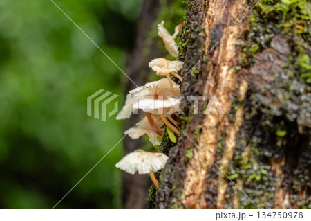 Pale wild mushrooms growing vertically on mossy tree bark in a tropical forest environment. Pale wild mushrooms growing vertically on mossy tree bark in a tropical forest environment. 134750978