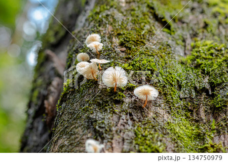 Small white mushrooms growing vertically on mossy tree trunk in natural forest environment. Small white mushrooms growing vertically on mossy tree trunk in natural forest environment. 134750979