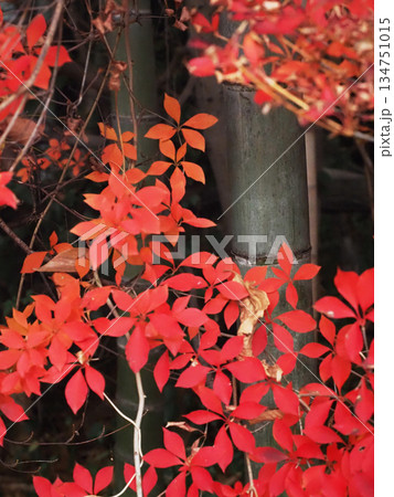 赤とオレンジ色のドウダンツツジ（色付いた竹林前の灯台躑躅） 134751015
