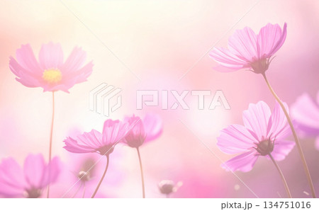 ピンクのコスモスが咲き誇る柔らかな光の秋風景 ピンクのコスモスが咲き誇る柔らかな光の秋風景 134751016