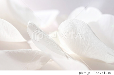 白の花びらの美しい背景 白の花びらの美しい背景 134751040
