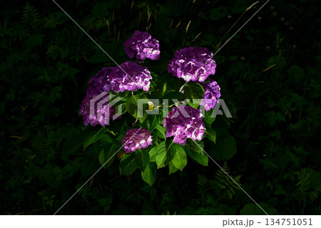 夜の紫陽花 夜の紫陽花 134751051