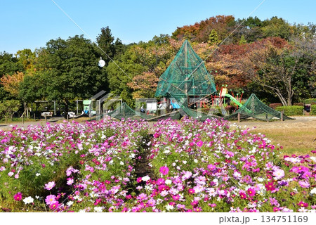 神奈川県 相模原麻溝公園の満開コスモスと子どもの広場と複合遊具と紅葉 神奈川県 相模原麻溝公園の満開コスモスと子どもの広場と複合遊具と紅葉 134751169