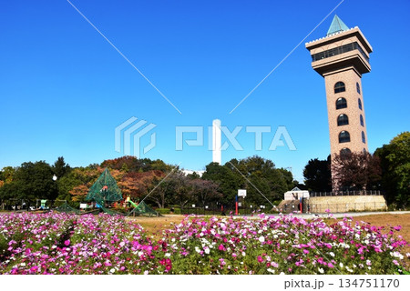 神奈川県　相模原麻溝公園のグリーンタワーと満開コスモスと子どもの広場と複合遊具と紅葉 134751170