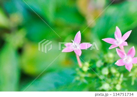 Pentas lanceolata , Egyptian star cluster or RUBIACEAE or Egyptian starcluster or Starflower or pink flower 134751734