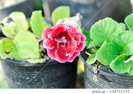 Gloxinia, , Gesneriaceae or red flower or Sinningia speciosa or red flower Gloxinia, , Gesneriaceae or red flower or Sinningia speciosa or red flower 134751735