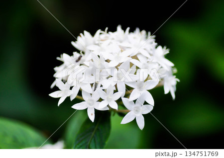 Pentas lanceolata , Egyptian star cluster or RUBIACEAE or Egyptian starcluster or Starflower or White Egyptian starcluster flowers Pentas lanceolata , Egyptian star cluster or RUBIACEAE or Egyptian starcluster or Starflower or White Egyptian starcluster flowers 134751769